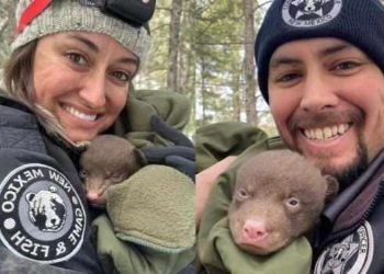 ABD’de “profesyonel ayı tutucusu” aranıyor