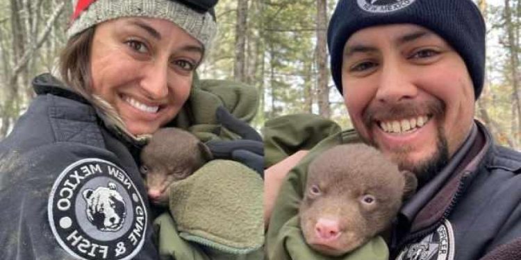 ABD’de “profesyonel ayı tutucusu” aranıyor