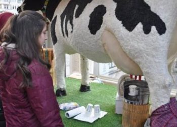 Akıllı inek aromalı süt veriyor!