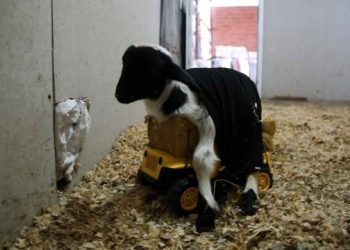 Ayakta duramayan ‘Şans’a oyuncak kamyonla destek