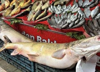 Balıkçı tezgahlarında çeşit arttı, fiyat düştü