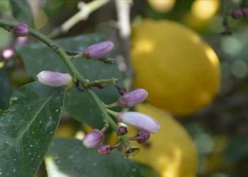 Hatay’da dalında kalan limonların toplanması çağrısı