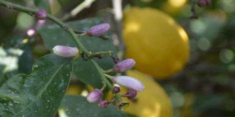 Hatay’da dalında kalan limonların toplanması çağrısı