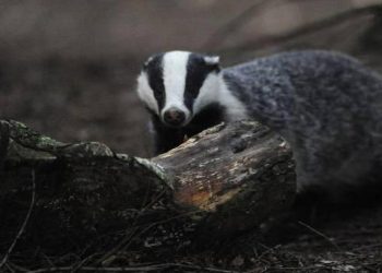 Hollanda’da porsuklar tren seferlerini alt üst etti