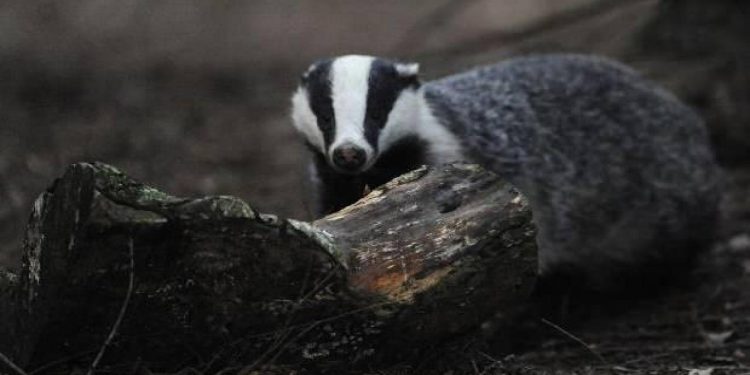 Hollanda’da porsuklar tren seferlerini alt üst etti