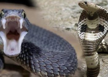 Rüyada yılan görmek kötü mü | Rüyada siyah yılan görmenin tabiri