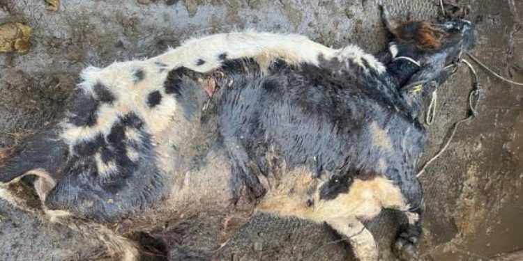 Şap hastası hayvanı kesmeye götürürken yakalandı