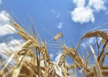 Tarımsal girdi fiyatları yıllık yüzde 95,99 arttı