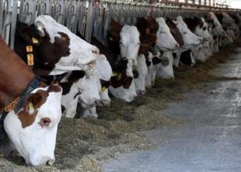 Türkiye, hayvan sayılarında AB ülkelerini geride bıraktı