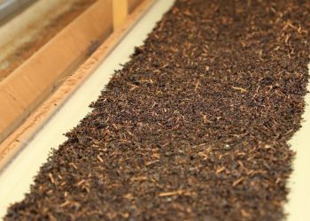 Çay ihracatı 9 ayda 2022’nin aynı dönemine göre yüzde 23 fazla kazandırdı